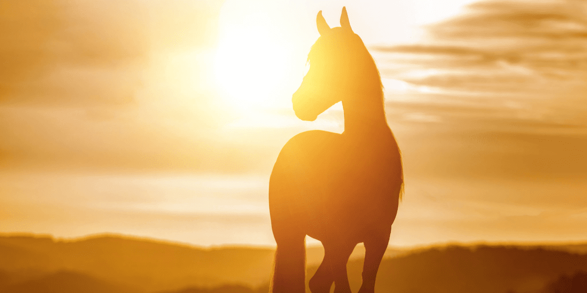 Image of a horse standing on a hill with the sun setting behind it
