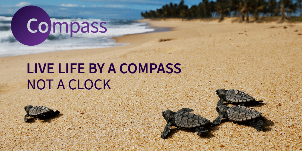 Our February snippet of inspiration image which is a turtle walking towards the beach