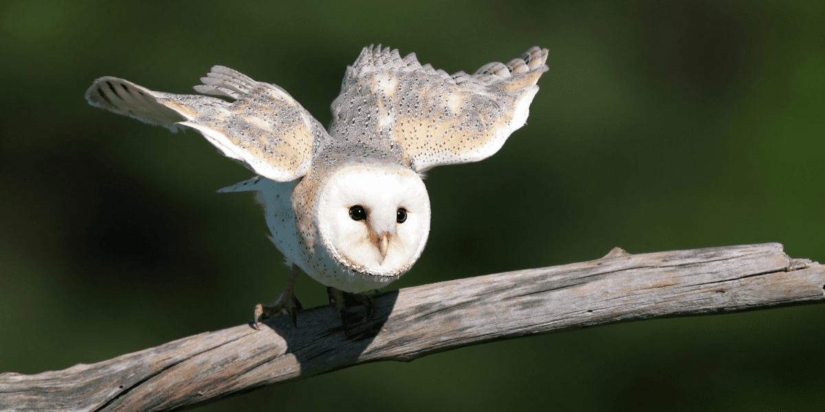 An owl landing on a branch with its wings spread