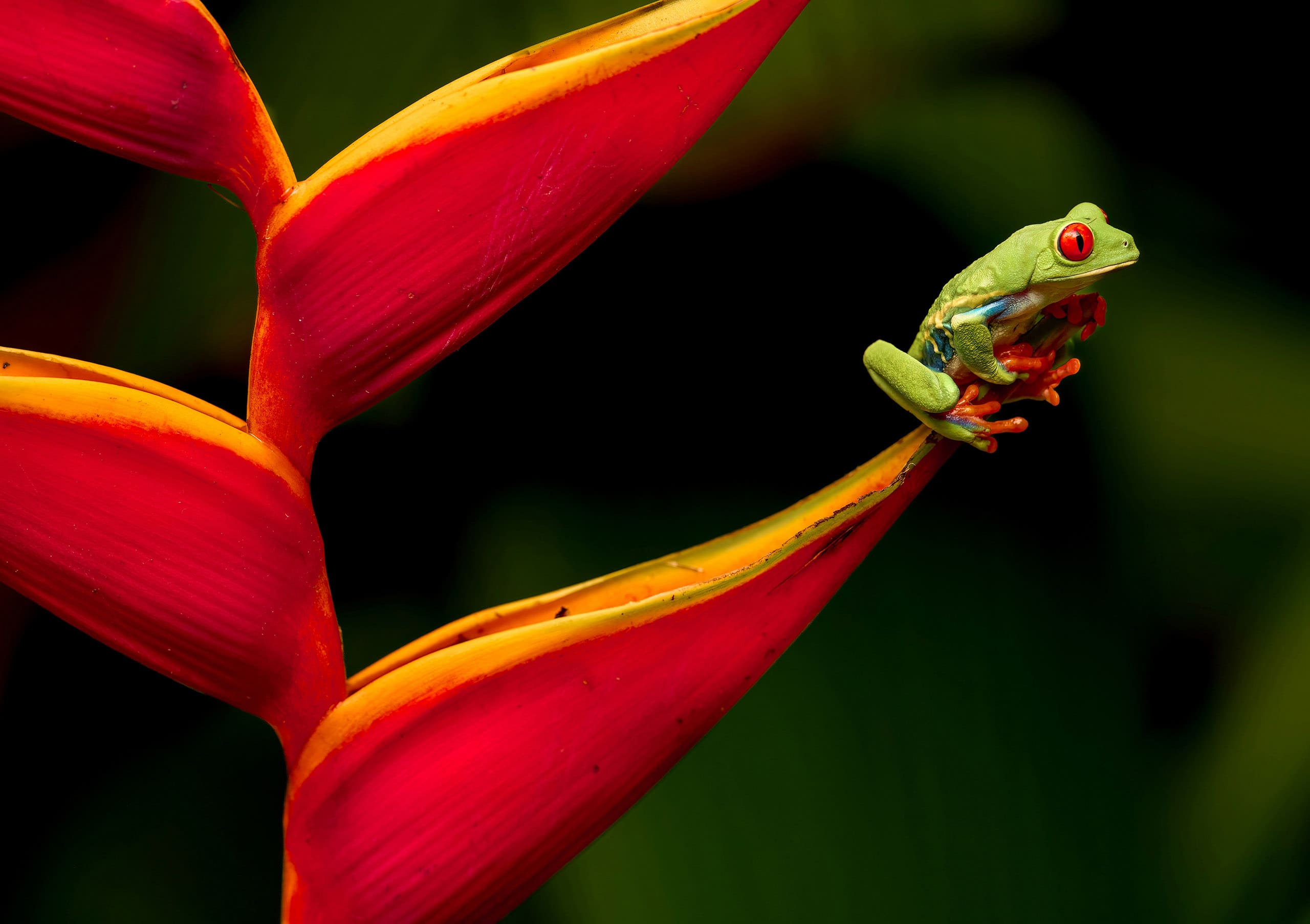 Image: The Juniper Company - boutique management consulting practice - Aldershot, Hampshire