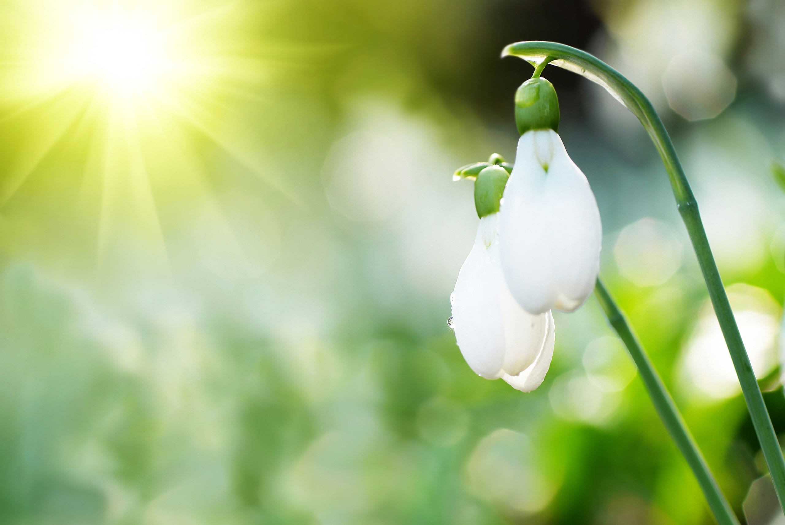 Image: The Juniper Company - boutique management consulting practice - Aldershot, Hampshire