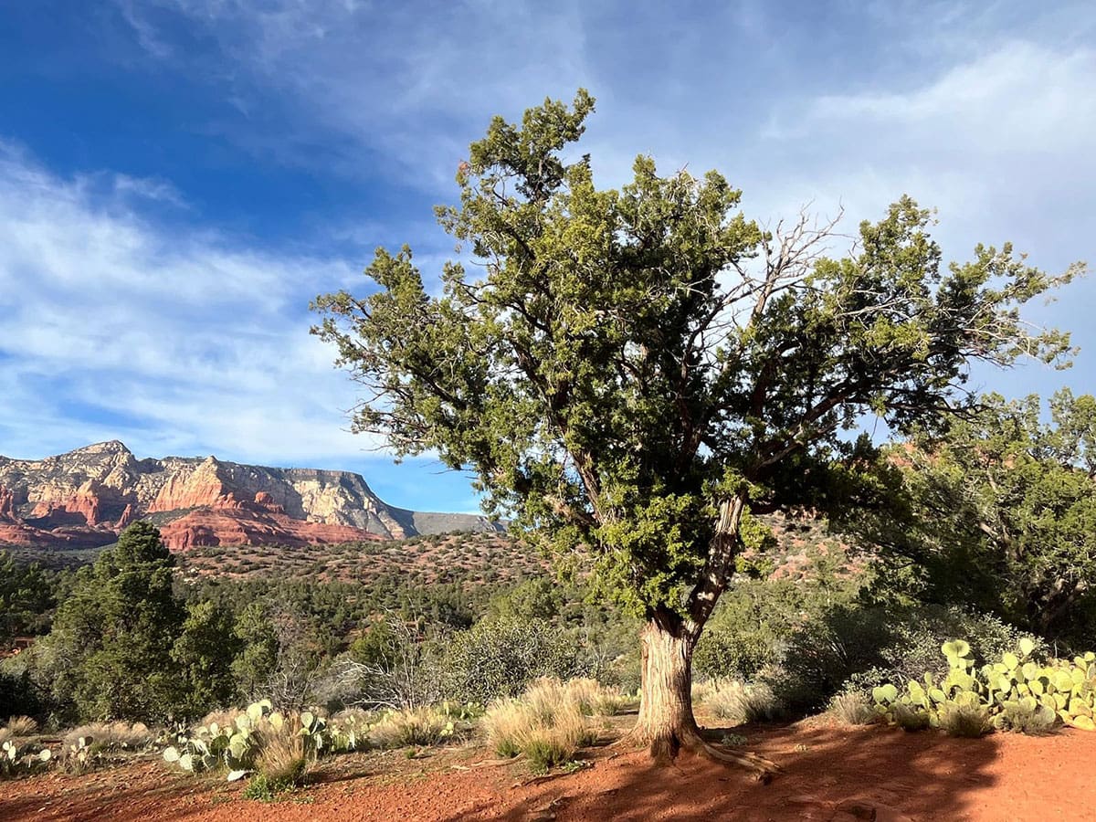 Image: The Juniper Company - boutique management consulting practice - Aldershot, Hampshire